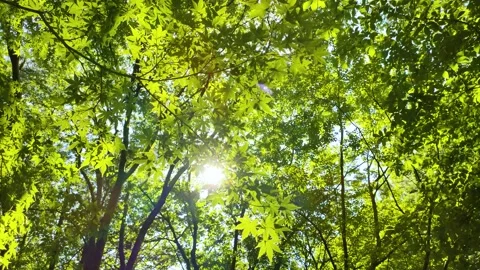 Maple leaves and sunlight filtering through the trees, tohoku Japan Stock Footage 305963069