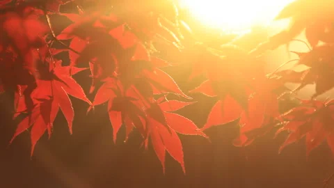 Maple Leaves and Sunlight Through the Evening Trees Vídeo Stock 330283605