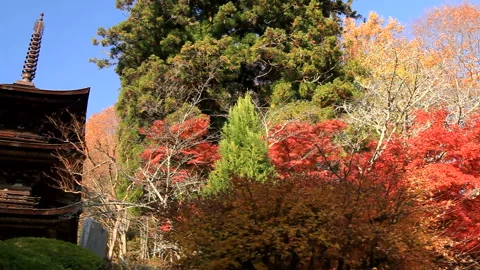 Maple Leaves and the Tower of Reflection 库存影片 330625099