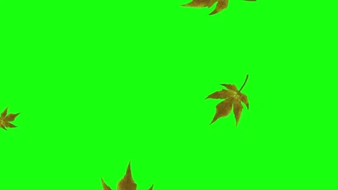 Maple leaves animation with green screen Stock Footage 322956195