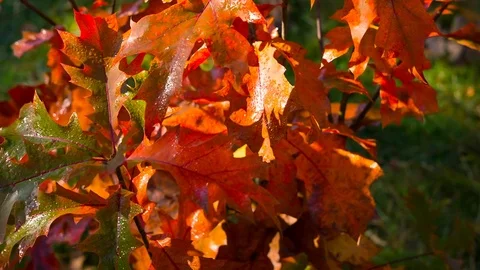 Maple leaves are covered with drops of morning dew Close-up view. Stockbeeldmateriaal 82801937