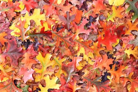 .Maple leaves are falling full of beautiful colors Foto stock