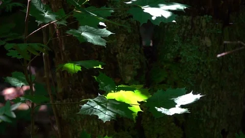 Maple leaves are moving in a summer breeze - slow motion Stock Footage 338337122