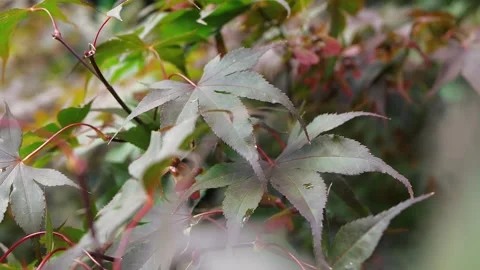 Maple leaves are moving in the wind Stock Footage 176348142