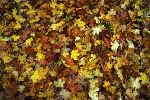 Maple leaves are multicolored fallen in autumn as the background for the desi Stock Photos