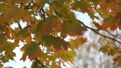 Maple leaves are slowly swaying in the wind. Yellow autumn foliage on a tree Stock Footage 320391992