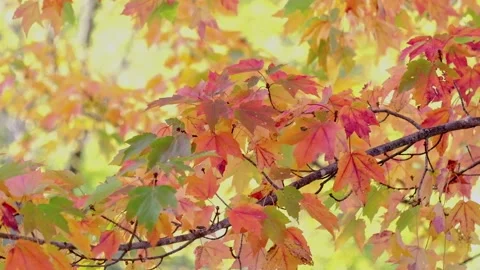 Maple leaves are swaying in the wind Stock Footage 170761267