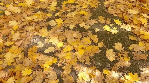 Maple leaves are yellow fallen on asphalt path in autumn park 動画素材 165199039
