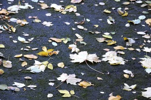 Maple leaves on asphalt Stock Photos