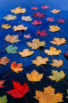 Maple leaves on asphalt Stock Photos