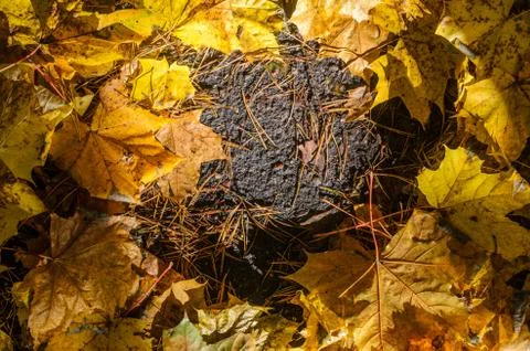 Maple leaves on asphalt Foto stock
