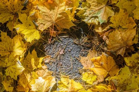 Maple leaves on asphalt Stock Photos