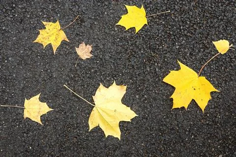 Maple leaves on asphalt Stock Photos