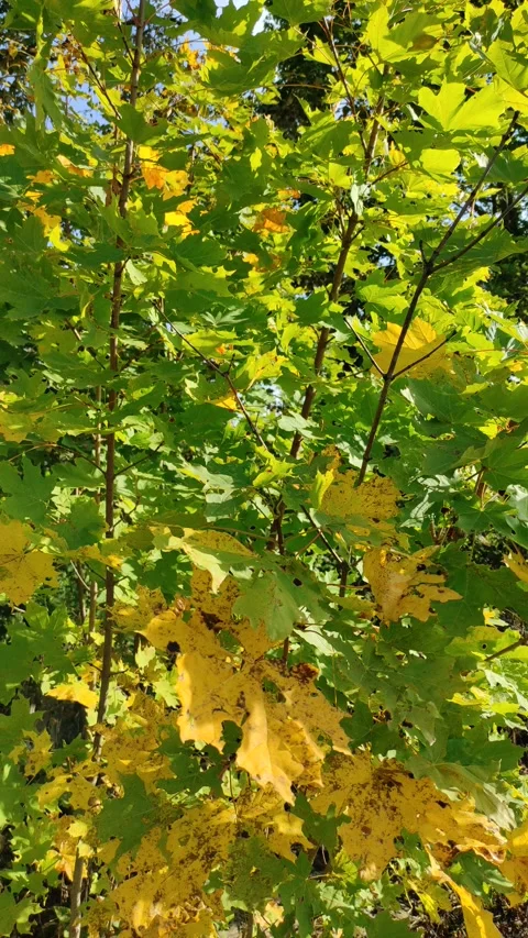 Maple leaves in autumn (1) 4K 30 FPS Stock-Footage 284576829