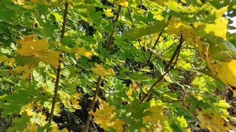 Maple leaves in autumn (2) 4K 30 FPS Stock Footage 284576242
