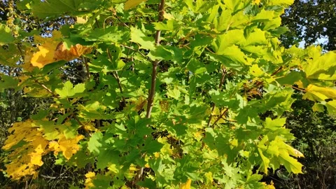 Maple leaves in autumn (3) 4K 30 FPS Stock Footage 284577206