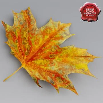 Maple Leaves Autumn 3D Model