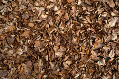 Maple leaves. Autumn background with fall leaf. Autumnal texture. Season Stock Photos