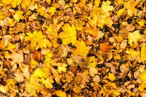 Maple leaves in autumn. Background. Stock Photos