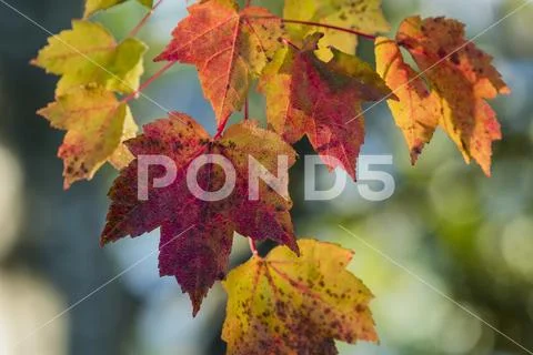 Maple leaves in autumn colours,Astoria, Oregon, United States of America Stock Photos