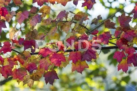 Maple leaves in autumn colours,Astoria, Oregon, United States of America Stock Photos