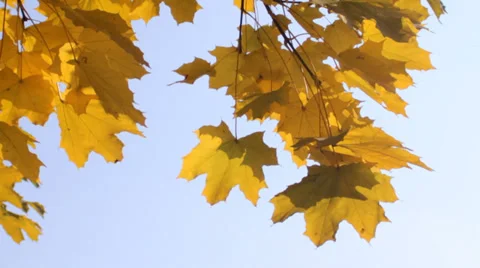 Maple leaves in autumn Stock Footage 31301906