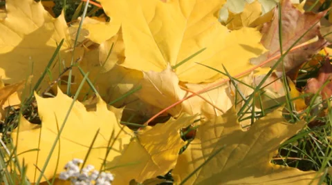 Maple leaves in autumn Stock Footage 31302074