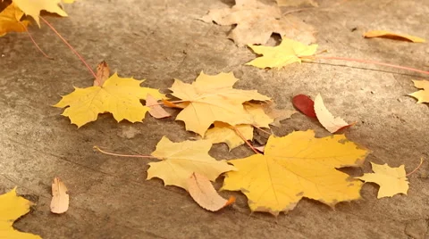 Maple leaves in autumn Stock Footage 42852202