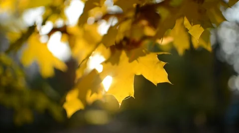 Maple leaves in autumn Stock Footage 45093176