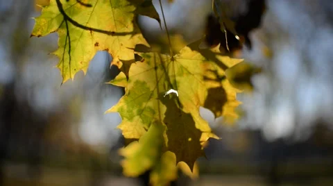 Maple leaves in autumn Stock Footage 45093419