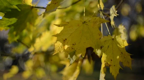 Maple leaves in autumn Video stock 45093424