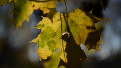 Maple leaves in autumn Stock Footage 45093465