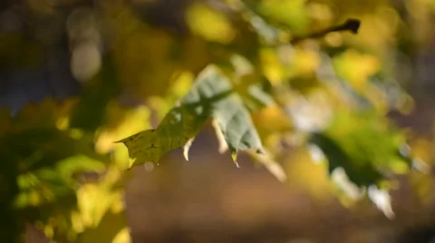 Maple leaves in autumn Stock Footage 45093493