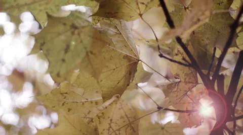 Maple leaves in autumn Stock Footage 56054432