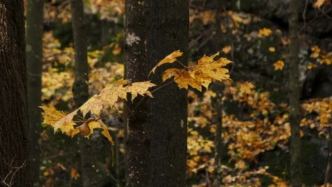 Maple Leaves in Autumn Video stock 123014371