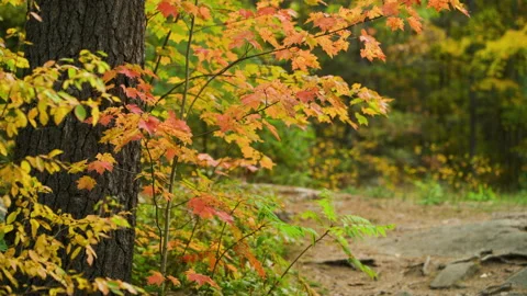 Maple leaves in Autumn Stock Footage 147957590