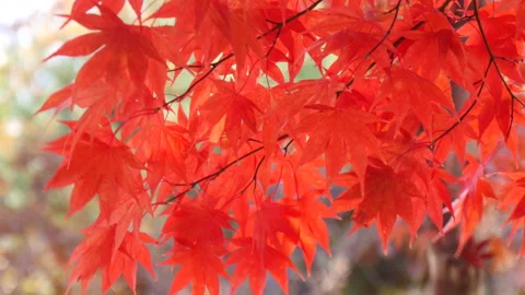 Maple leaves in autumn Stock Footage 162567808