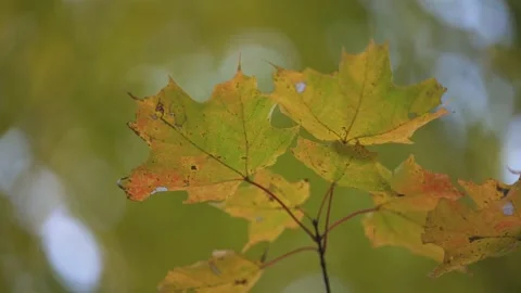 Maple Leaves In Autumn Stock Footage 231495054
