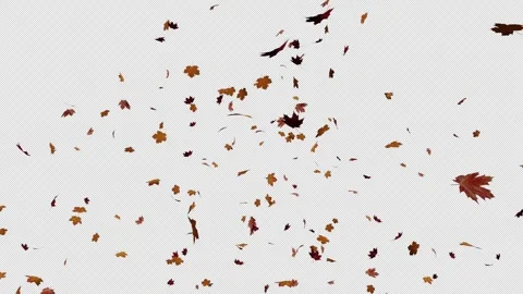 Maple Leaves Autumn Stock-Footage 288078631