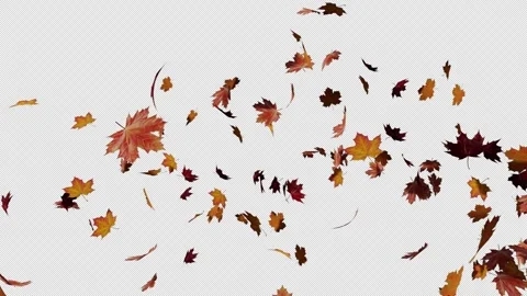 Maple Leaves Autumn 스톡 동영상 288078636