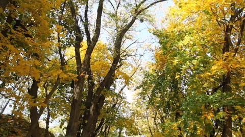 Maple leaves in autumn park Stock-Footage 43216952