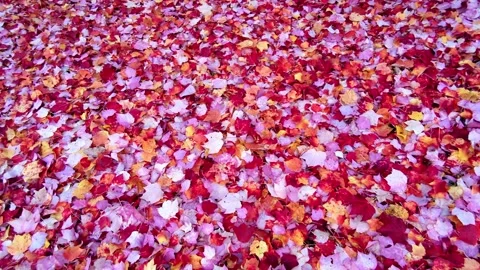 Maple Leaves Autumn Scene Video stock 274109647