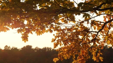 Maple leaves in autumn at sunset. Stock Footage 291512069