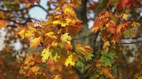 Maple leaves in autumn time. Stock Footage 220137507