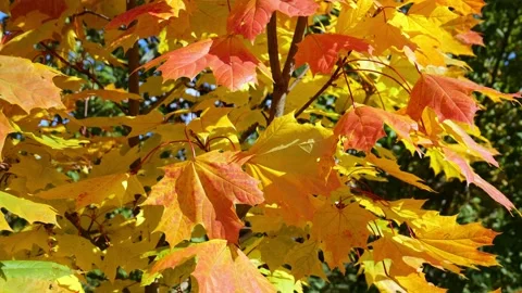 Maple leaves in the autumn in the wind Stock Footage 166700897