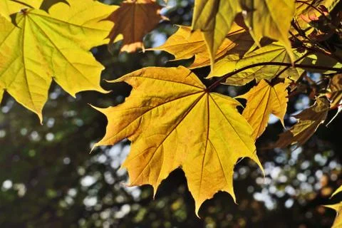 Maple leaves in back light Stock Photos