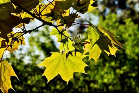 Maple leaves in back light Stock Photos