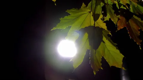Maple leaves on the back street light Stock Footage 68982677