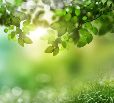 Maple leaves on the background bokeh Stock Photos