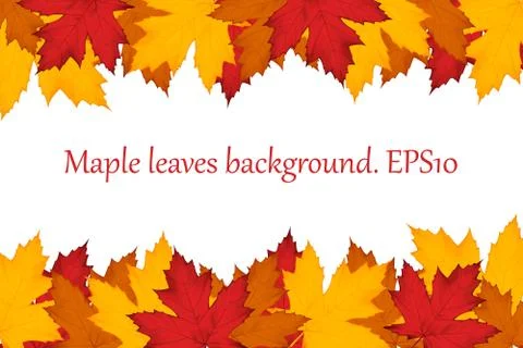 Maple leaves background. EPS10 Stock Illustration